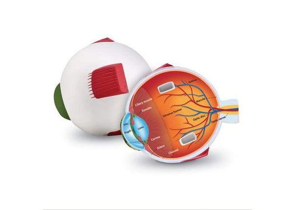 MODELO DE OJO DE SECCIÓN TRANSVERSAL - CROSS-SECTION EYE MODEL