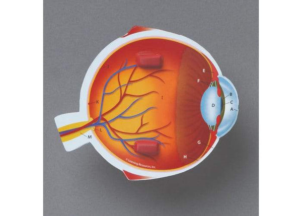 MODELO DE OJO DE SECCIÓN TRANSVERSAL - CROSS-SECTION EYE MODEL