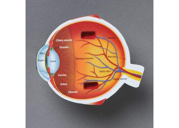 MODELO DE OJO DE SECCIÓN TRANSVERSAL - CROSS-SECTION EYE MODEL