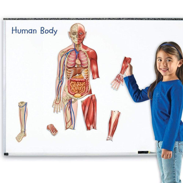 HUMAN BODY DOUBLE SIDED MAGNETIC - CUERPO HUMANO MAGNETICO DOBLE CARA